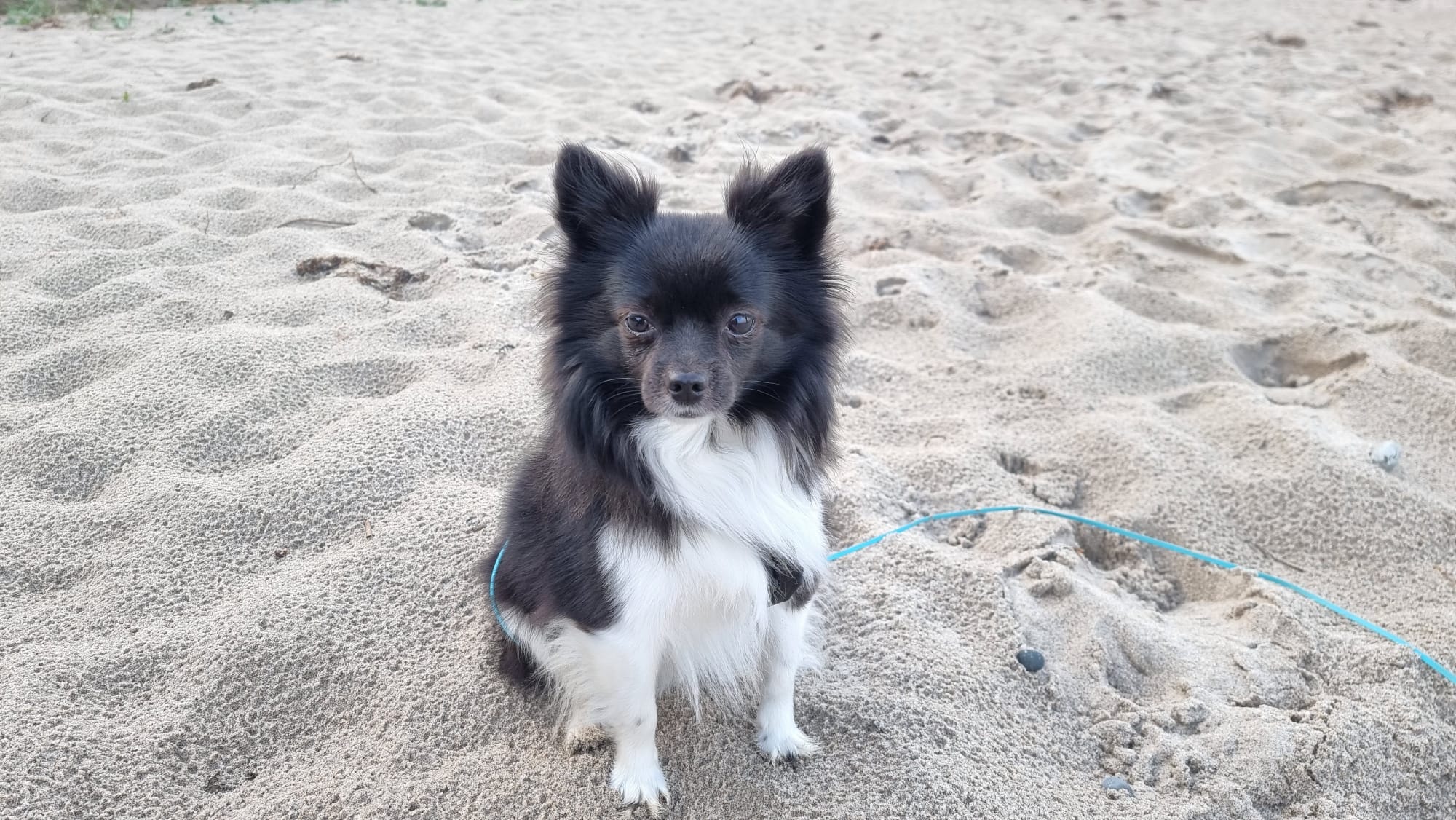 Einzeltraining mit Hund